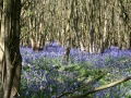 Bluebells 02